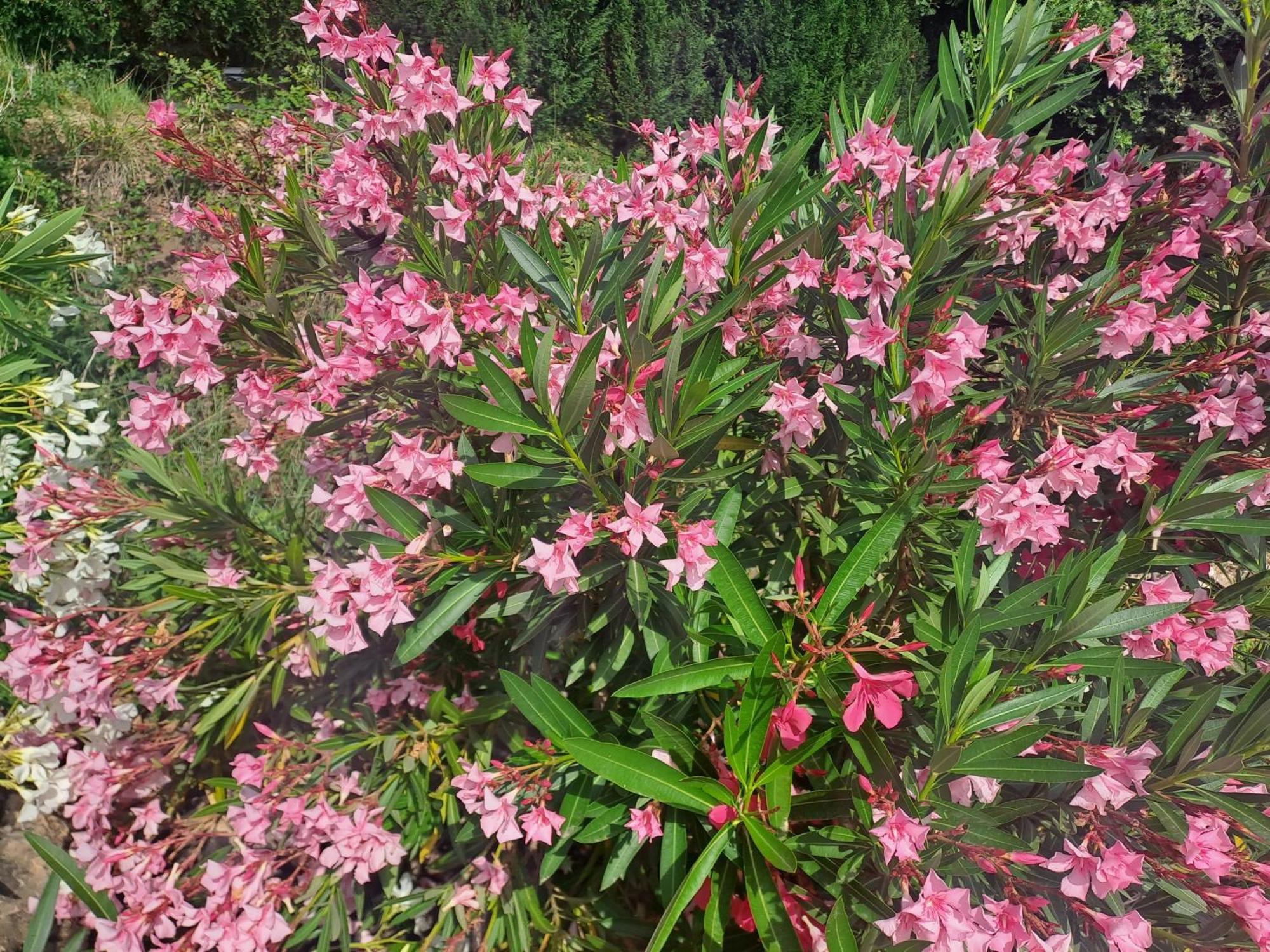 Le Gite Calluna Sablet ภายนอก รูปภาพ